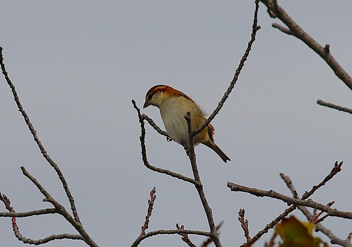 Russet Sparrow - ML644024574