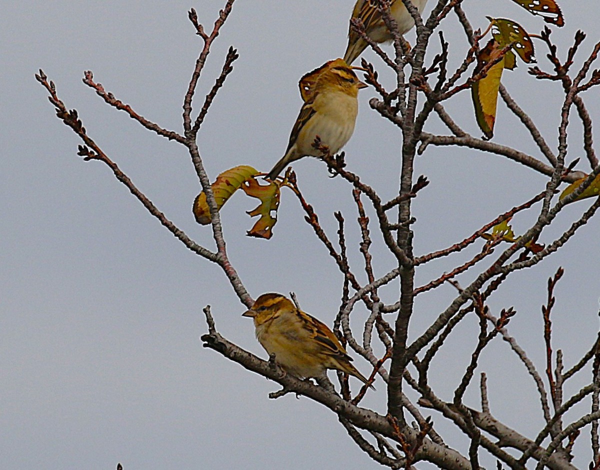 Russet Sparrow - ML644024575