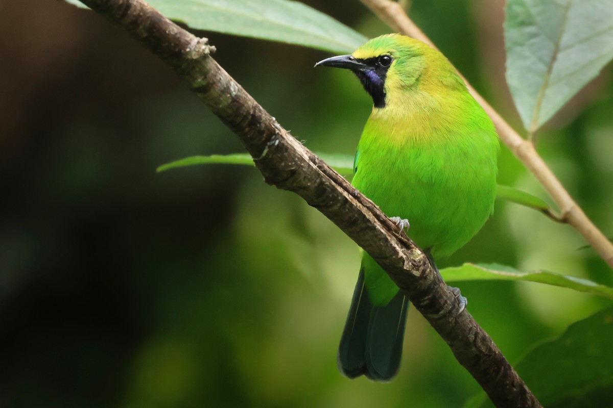 Blue-winged Leafbird - ML644024576