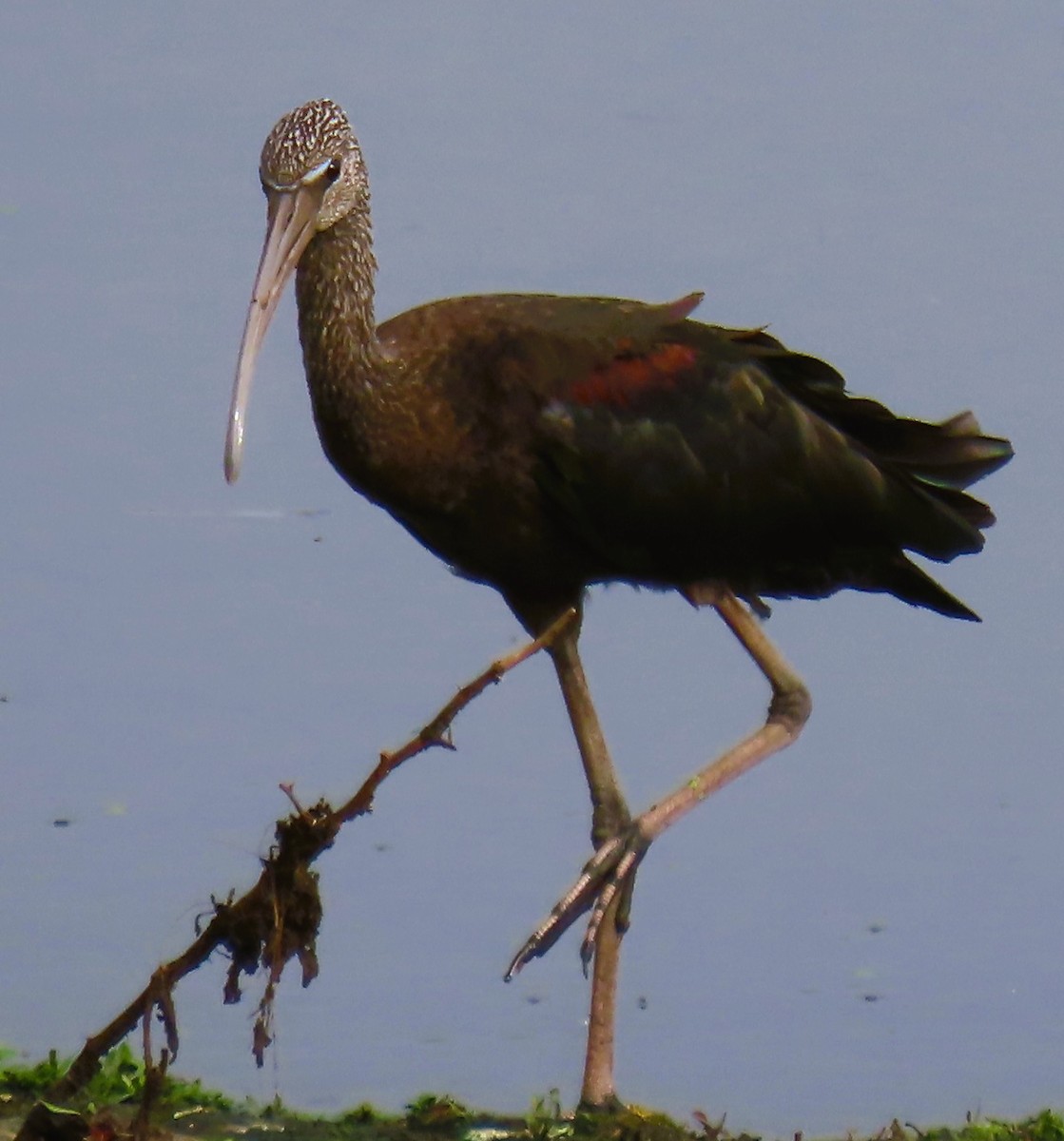 bronseibis - ML644024580