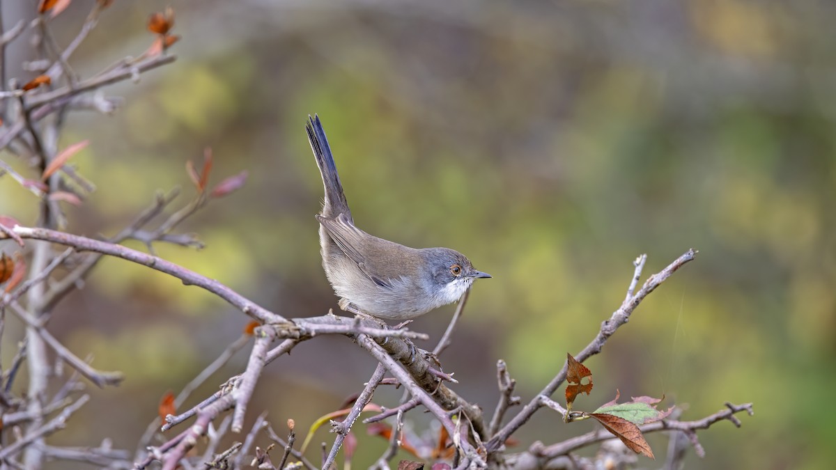 Sardinian Warbler - ML644024589