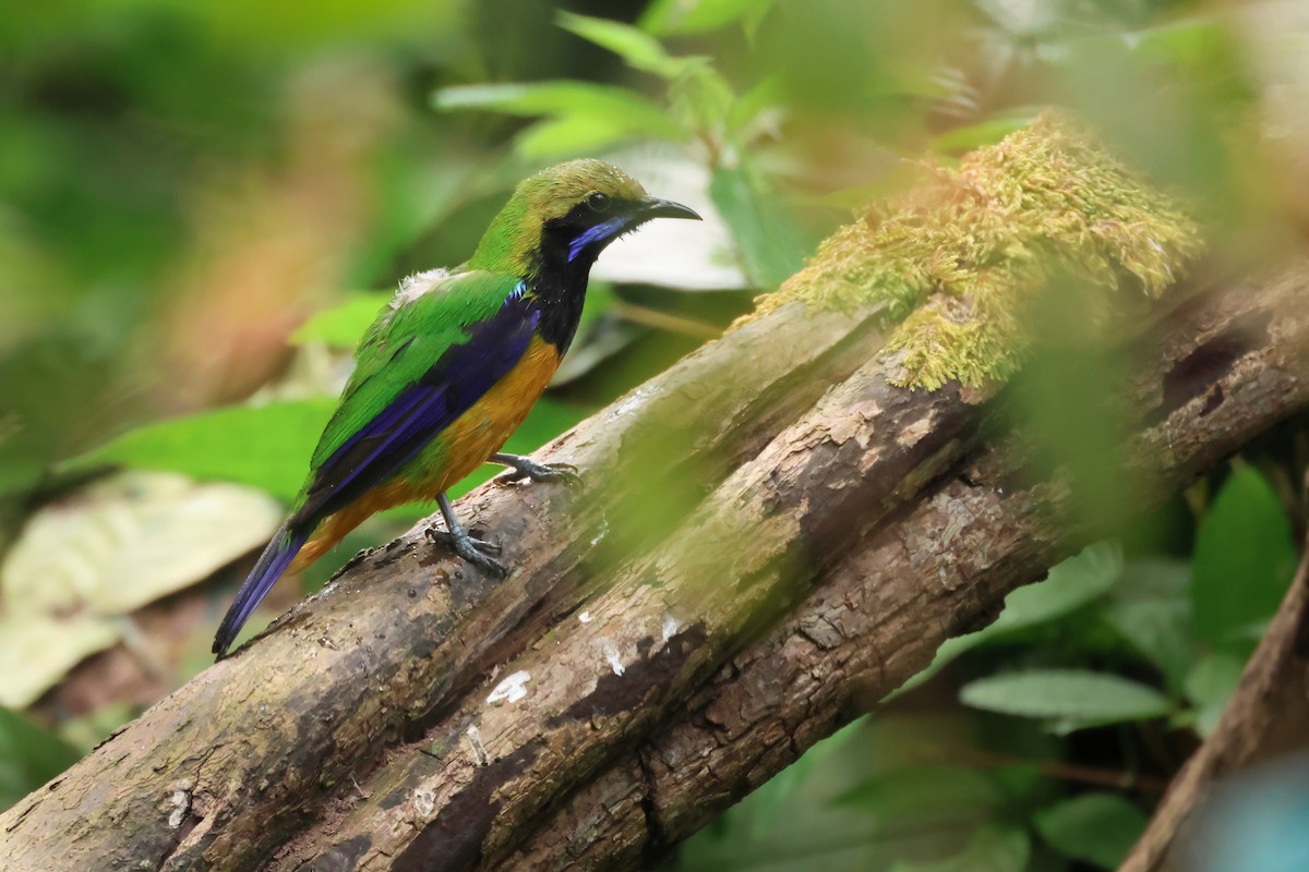 Orangebauch-Blattvogel - ML644024611