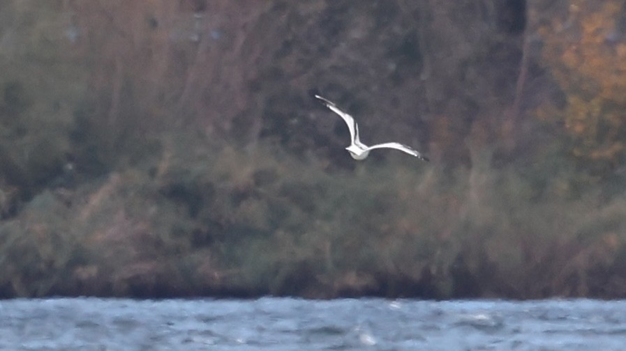Little Gull - ML644024650