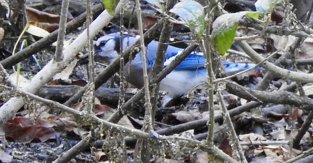 Blue Jay - ML644024691