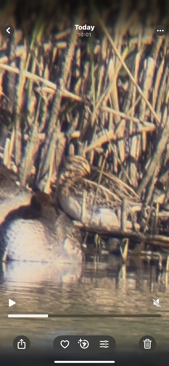 Jack Snipe - ML644024692