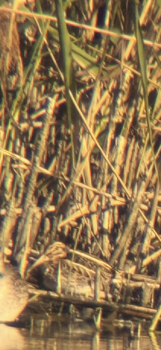 Jack Snipe - ML644024693