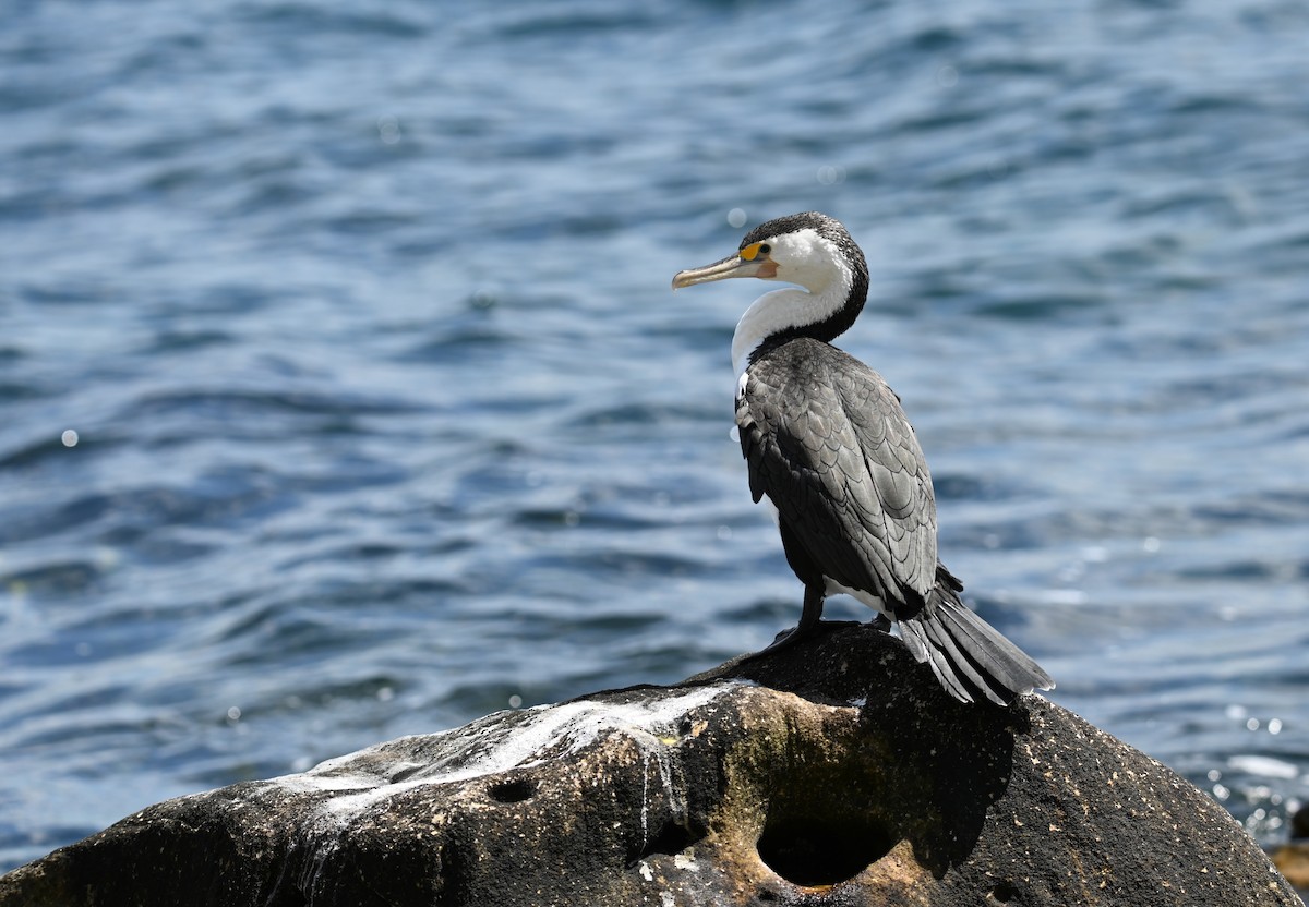 Pied Cormorant - ML644024720