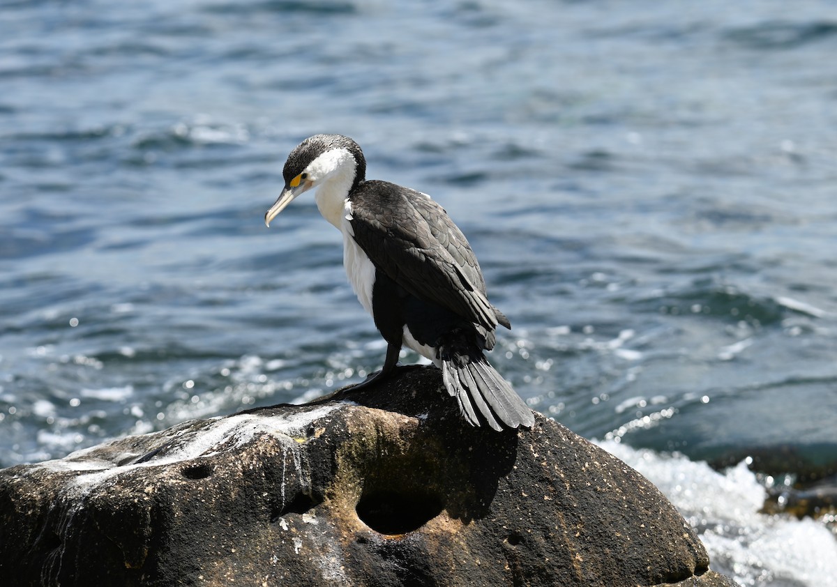 Pied Cormorant - ML644024721