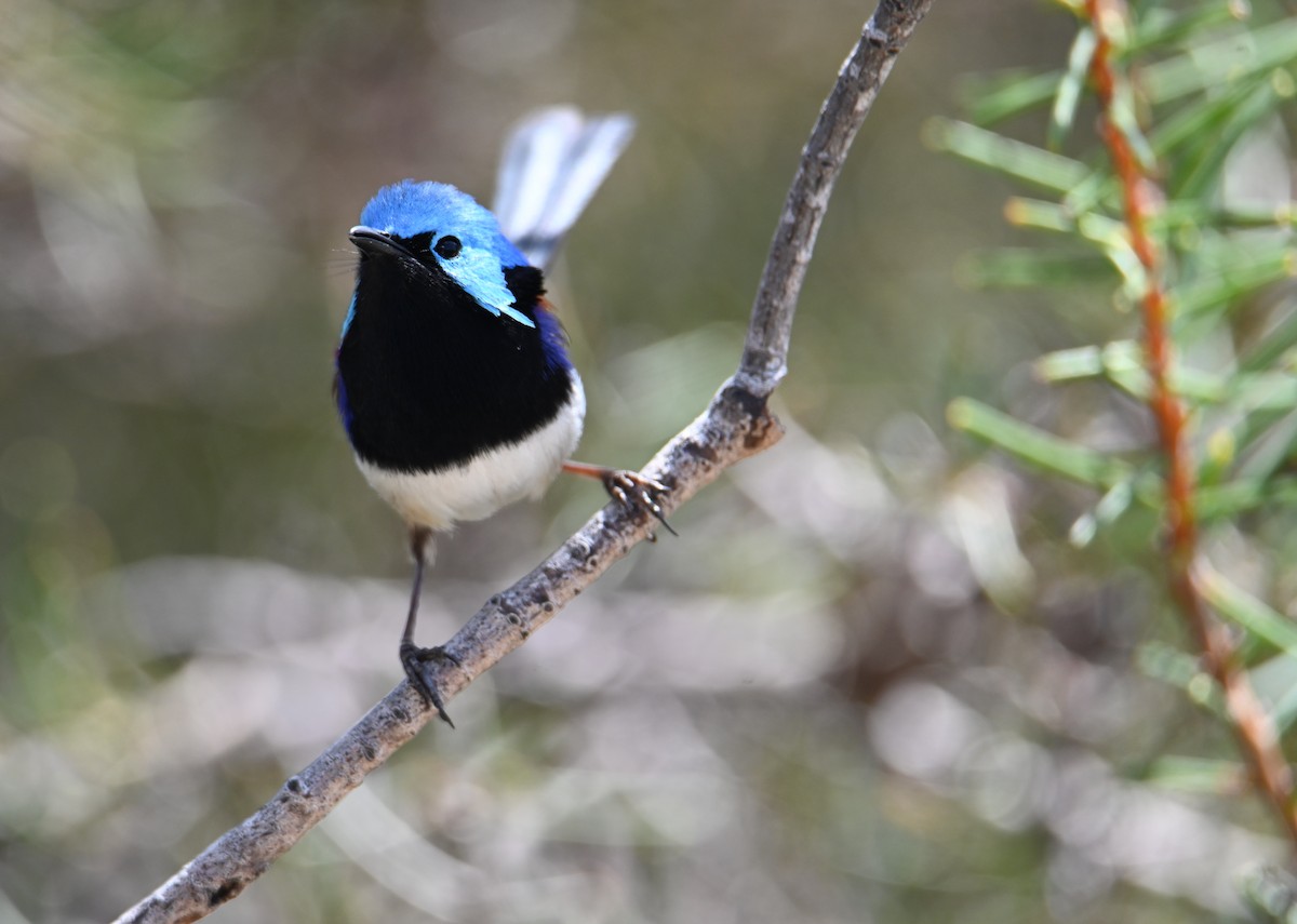 Variegated Fairywren - ML644024725