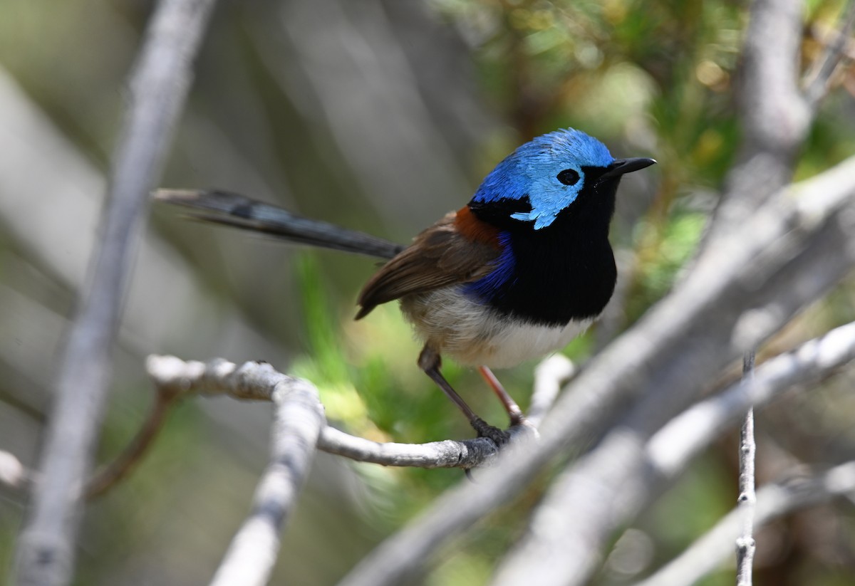 Variegated Fairywren - ML644024726