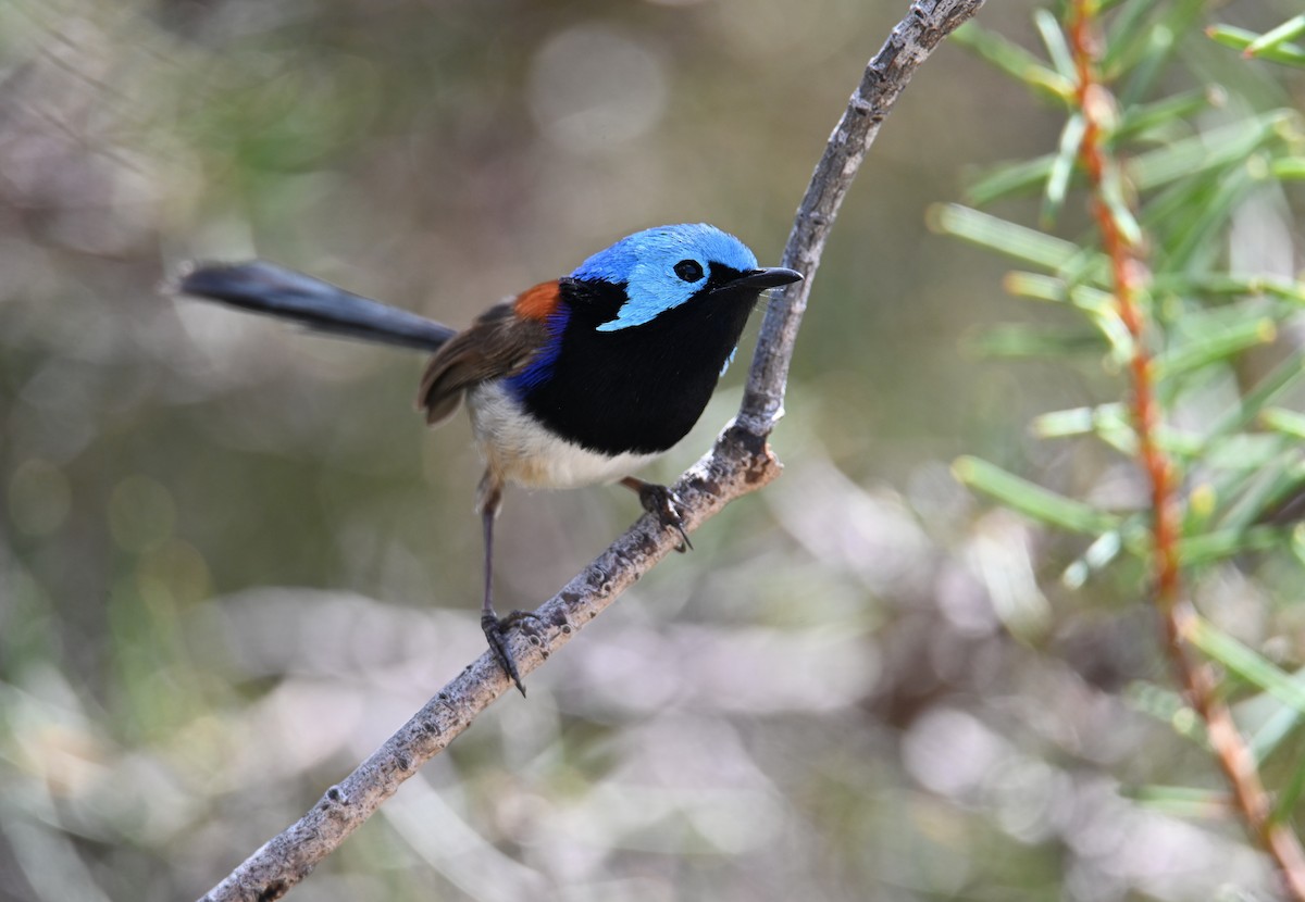 Variegated Fairywren - ML644024727