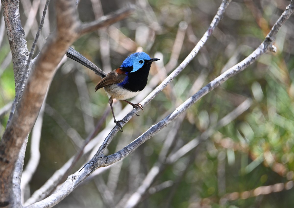 Variegated Fairywren - ML644024728