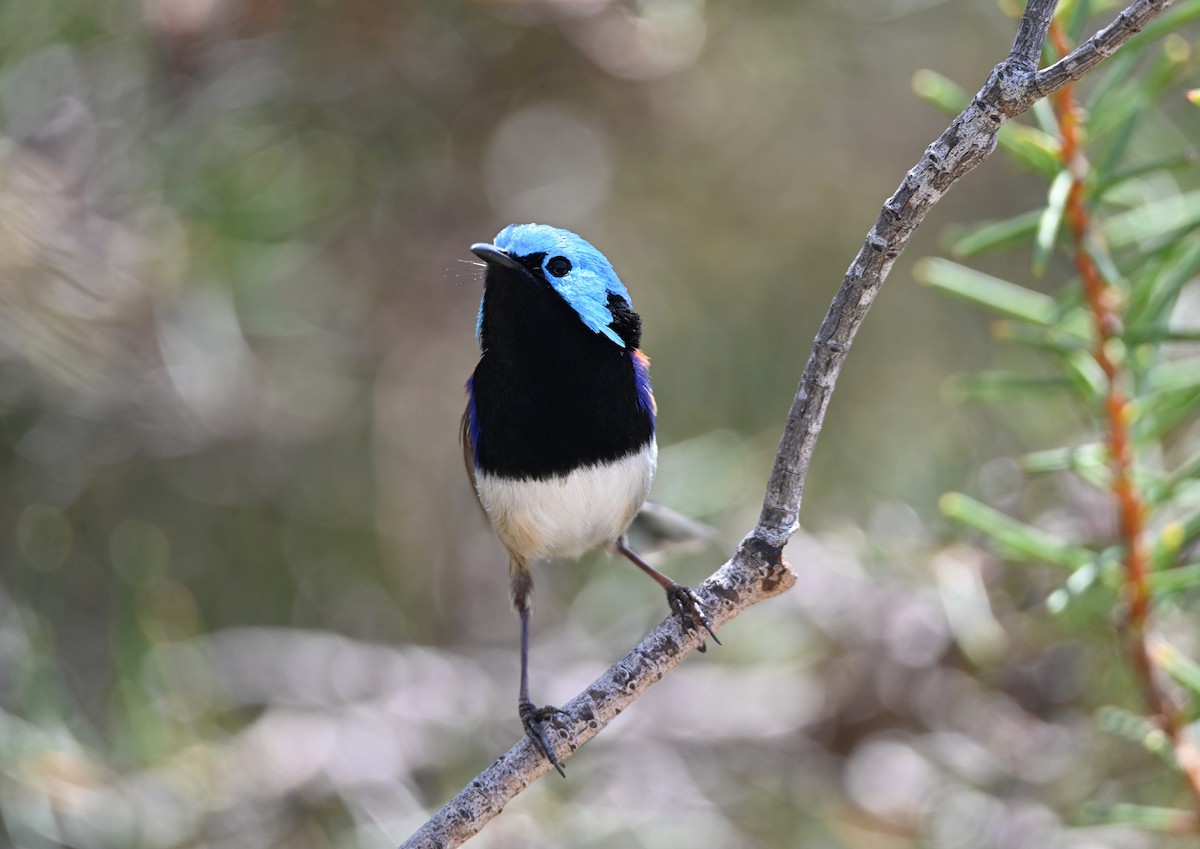 Variegated Fairywren - ML644024729