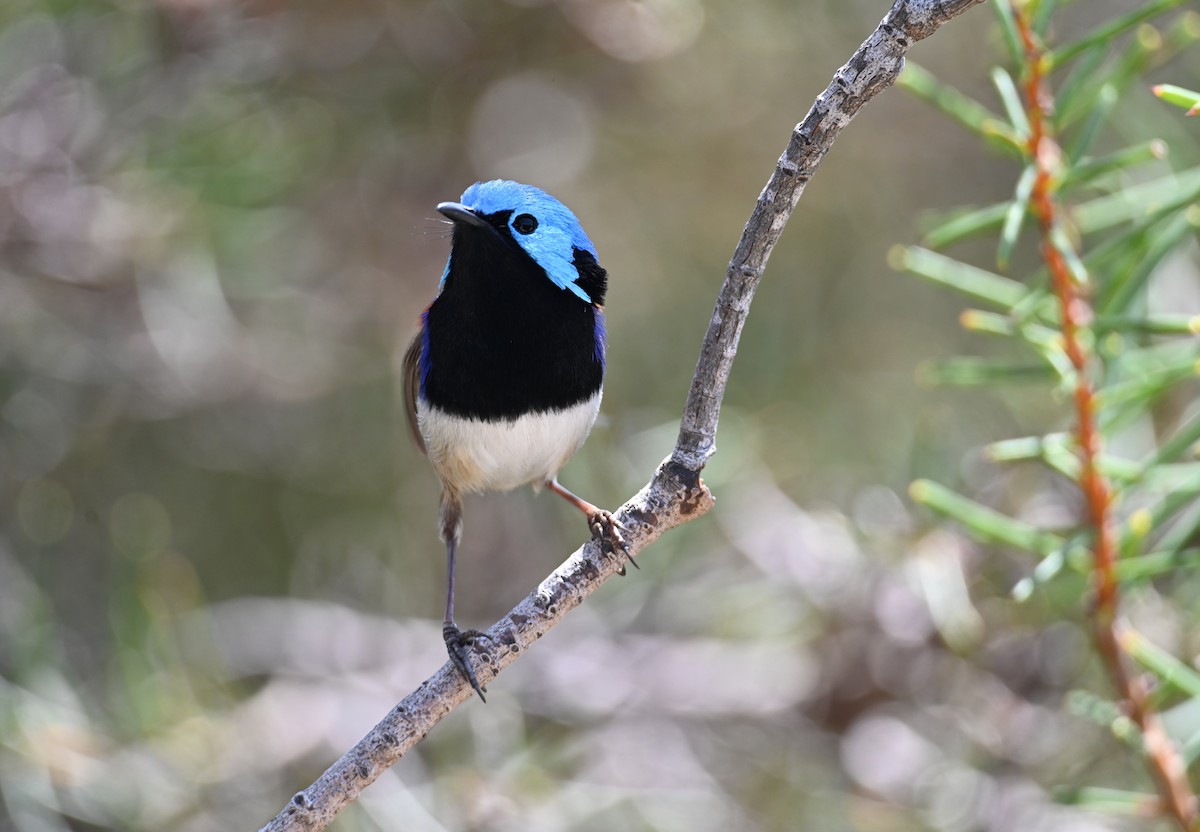 Variegated Fairywren - ML644024730