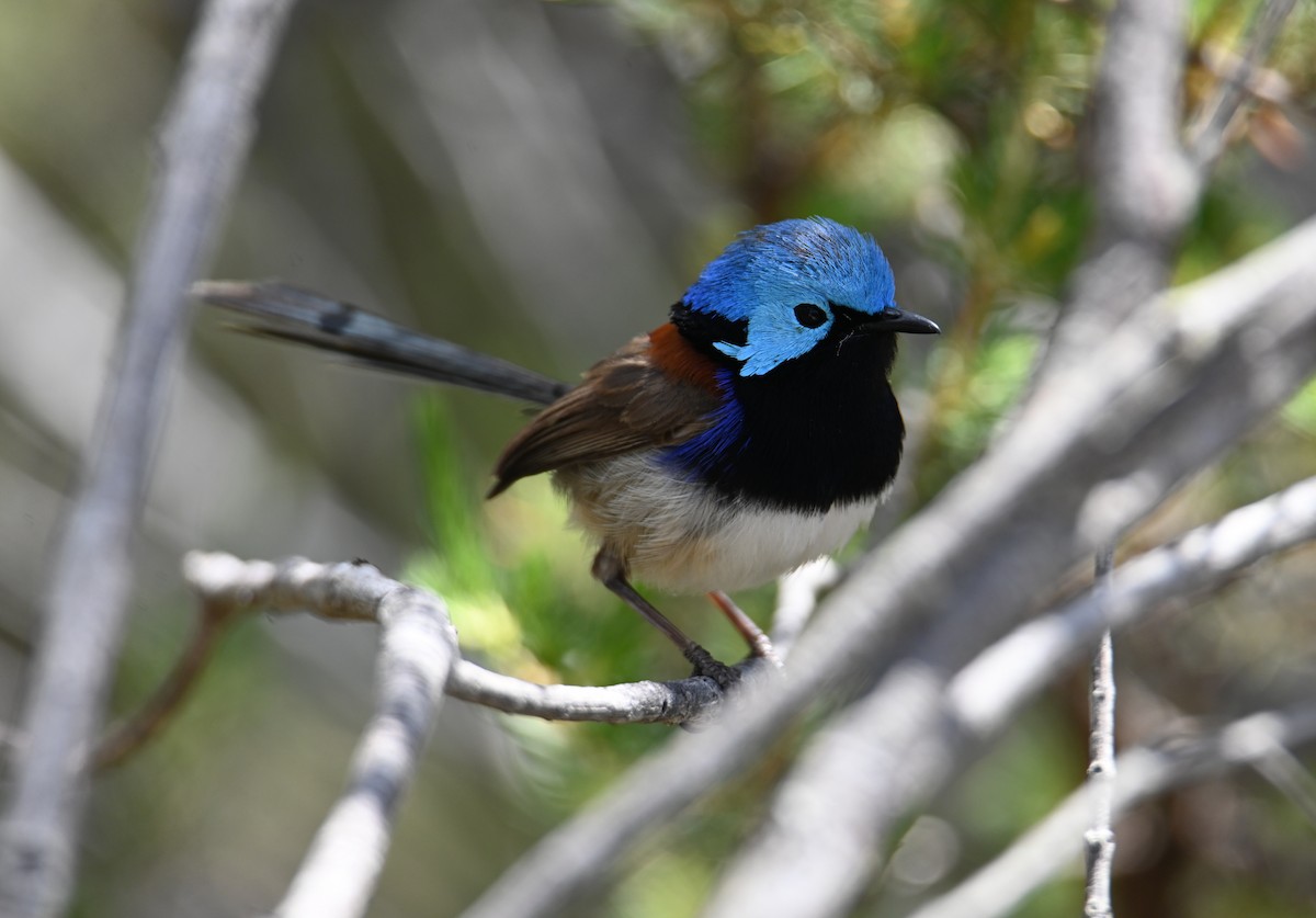 Variegated Fairywren - ML644024731