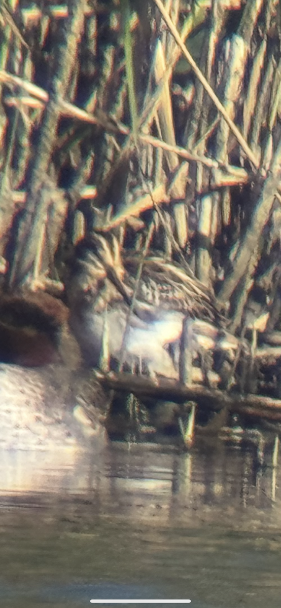 Jack Snipe - ML644024732