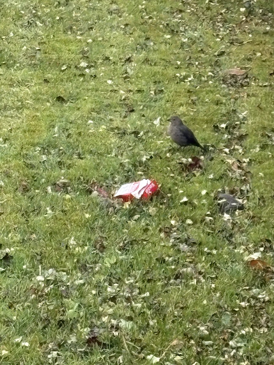 Brown-headed Cowbird - ML644024741