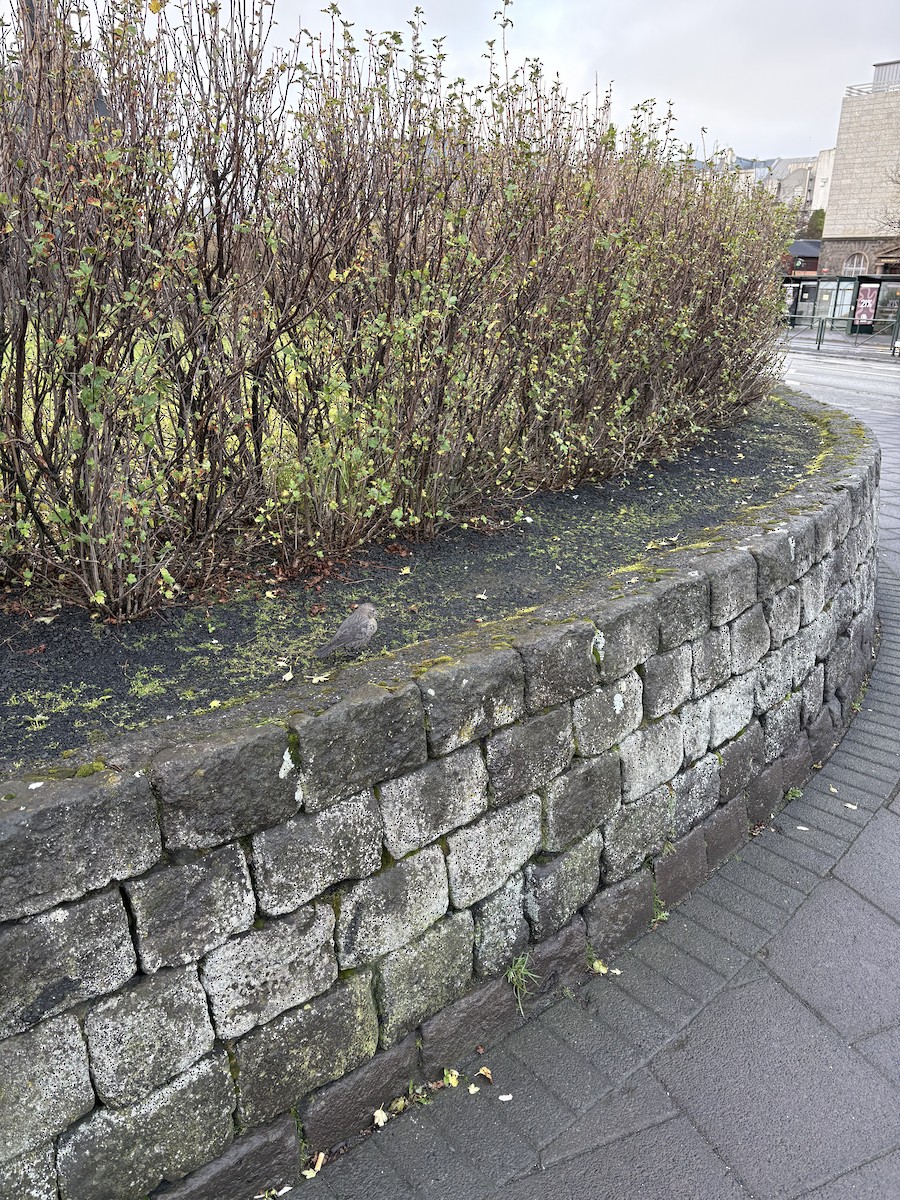 Brown-headed Cowbird - ML644024742