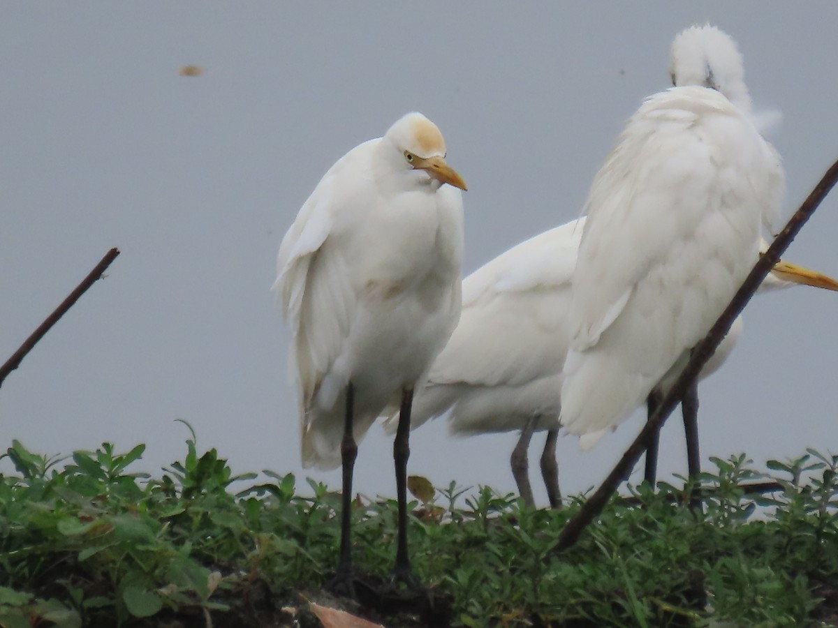 bøffelhegre - ML644024743