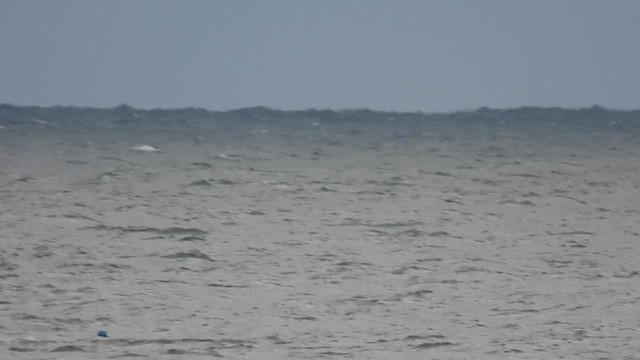 Common Scoter - ML644024744