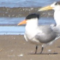 Lesser Crested Tern - ML644024763