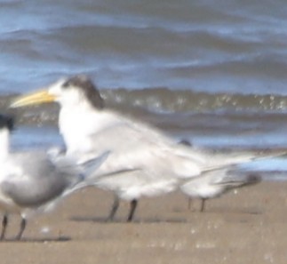 Great Crested Tern - ML644024766