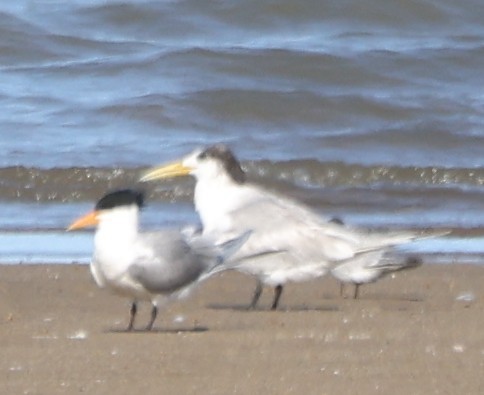Great Crested Tern - ML644024767