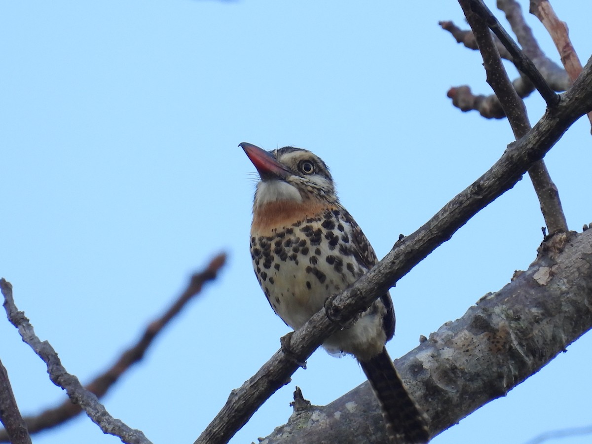 Spot-backed Puffbird - ML644024771