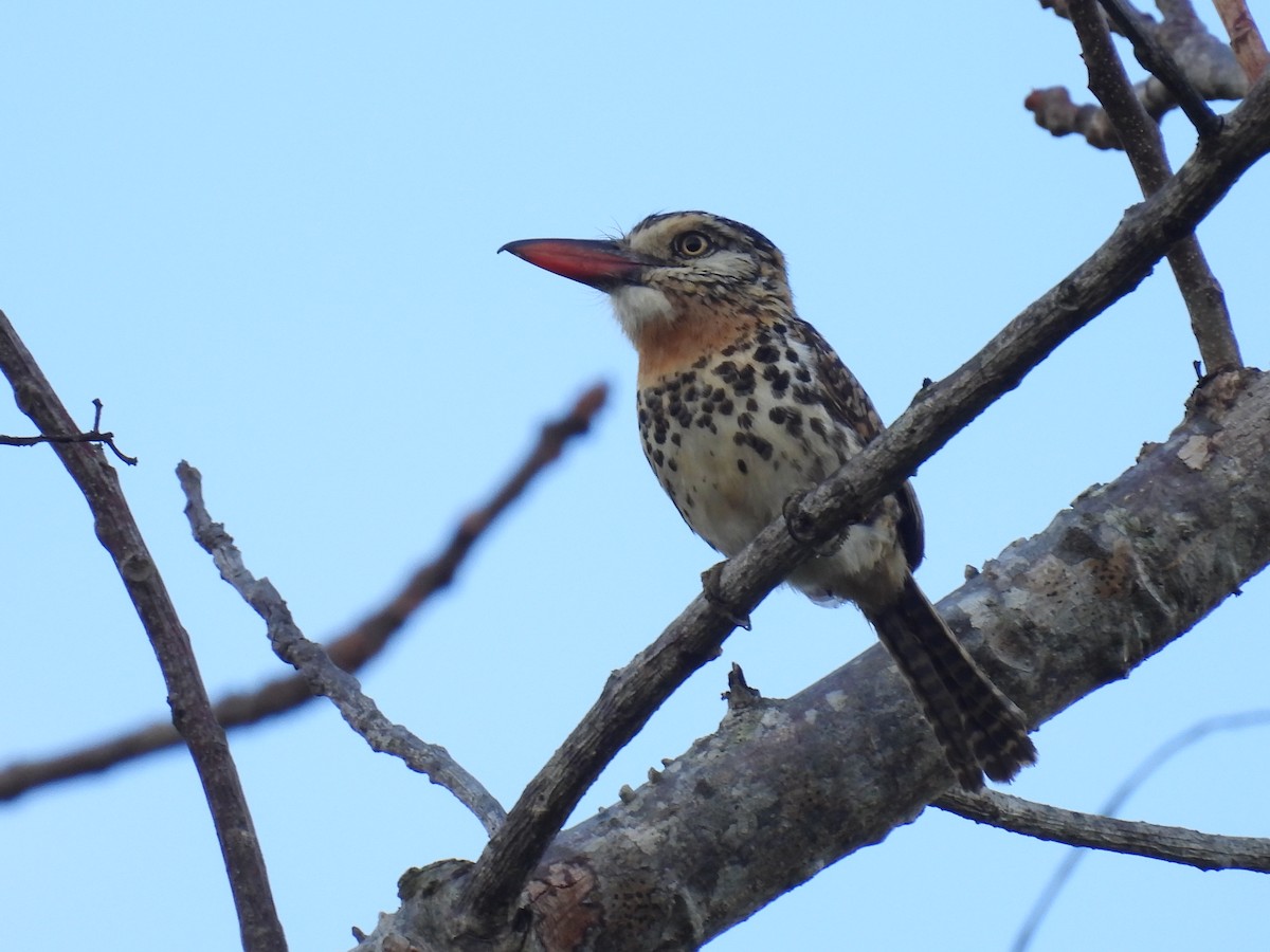 Spot-backed Puffbird - ML644024772