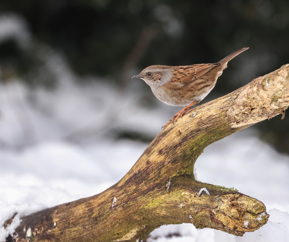 Dunnock - ML644024781