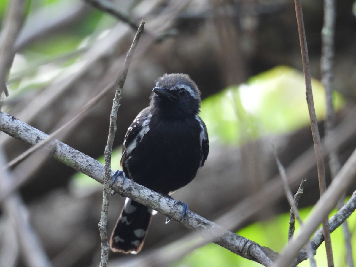 Southern White-fringed Antwren - ML644024785