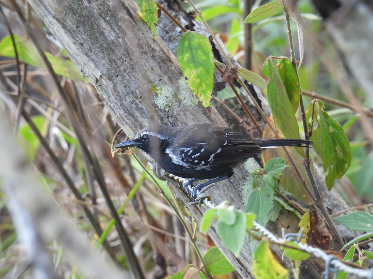 Southern White-fringed Antwren - ML644024786