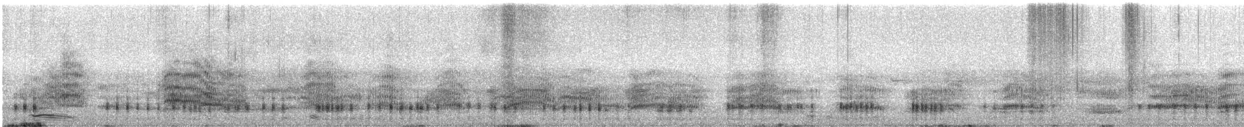 קורמורן גדול (אוסטרלי) - ML644024788