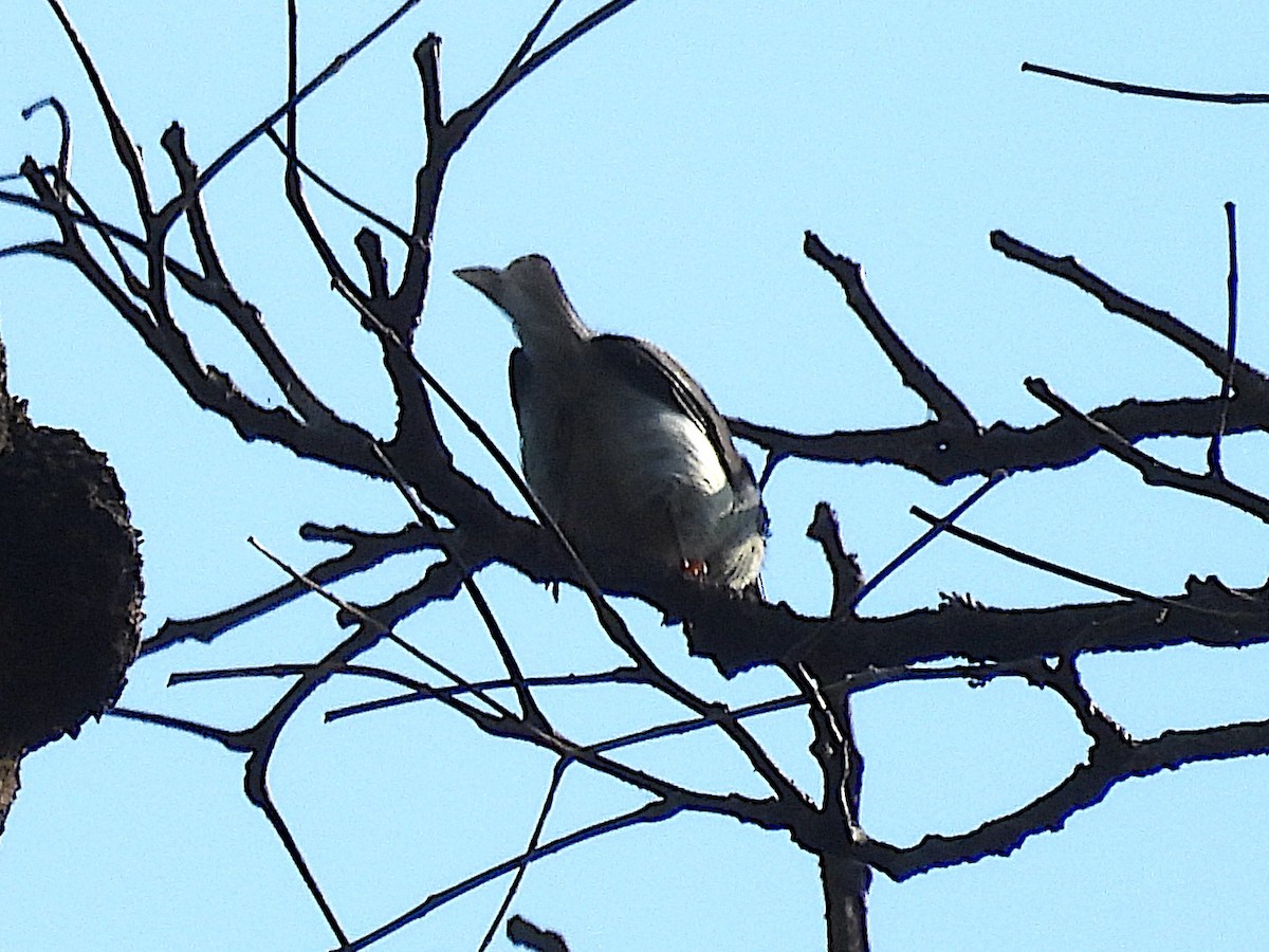 Buff-throated Apalis - ML644024798