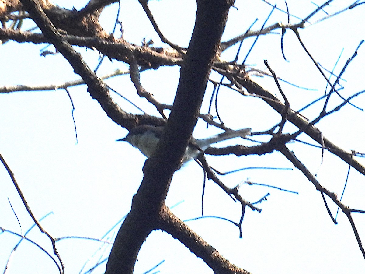 Buff-throated Apalis - ML644024799