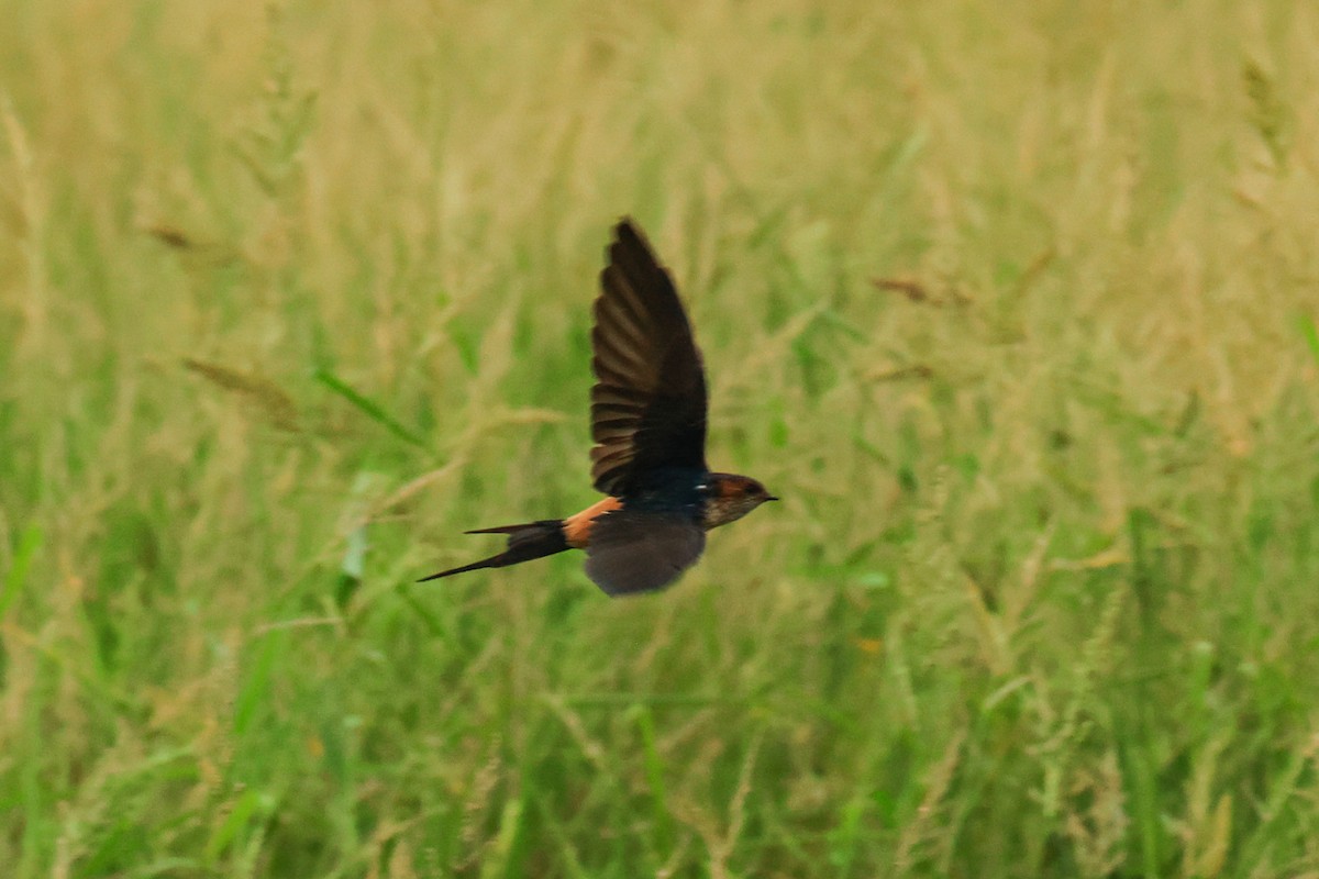 Eastern Red-rumped Swallow (Striated) - ML644024826