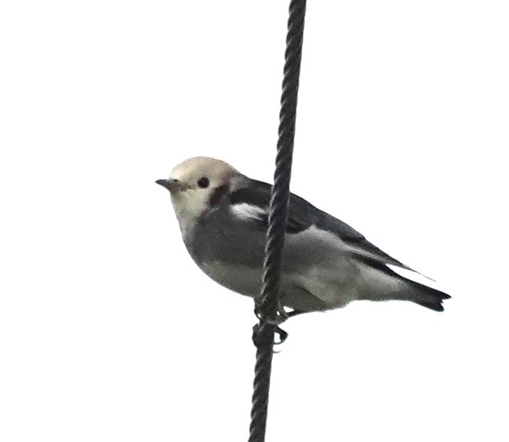 Al Yanaklı Sığırcık - ML644024844