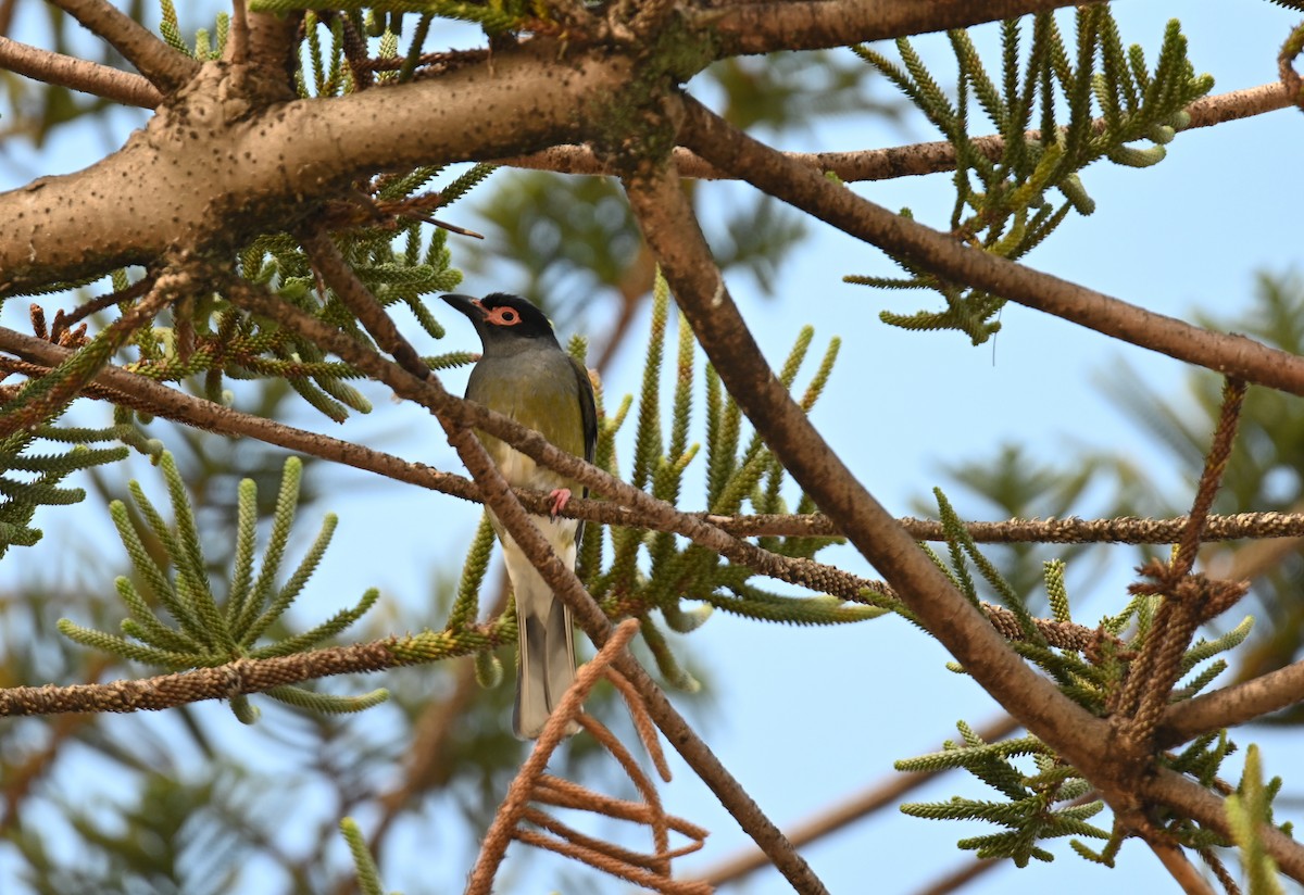 Australasian Figbird - ML644024863