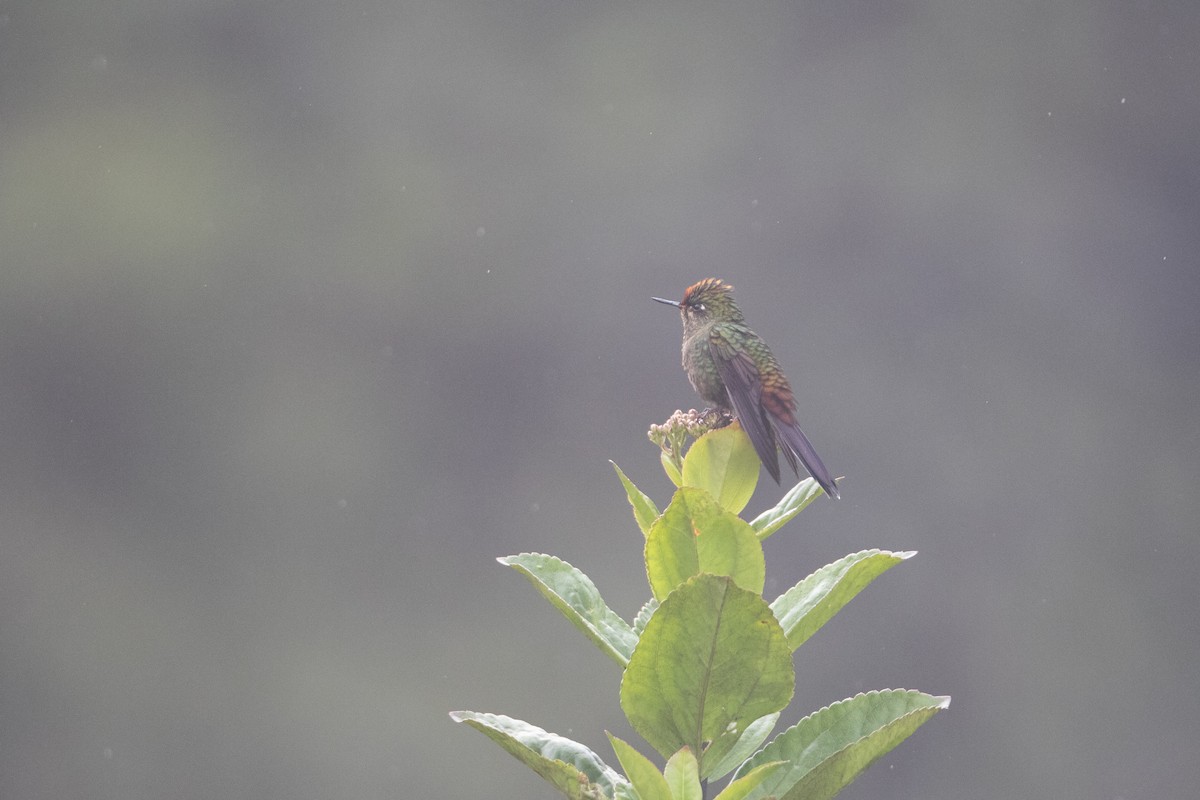Rainbow-bearded Thornbill - ML644024904