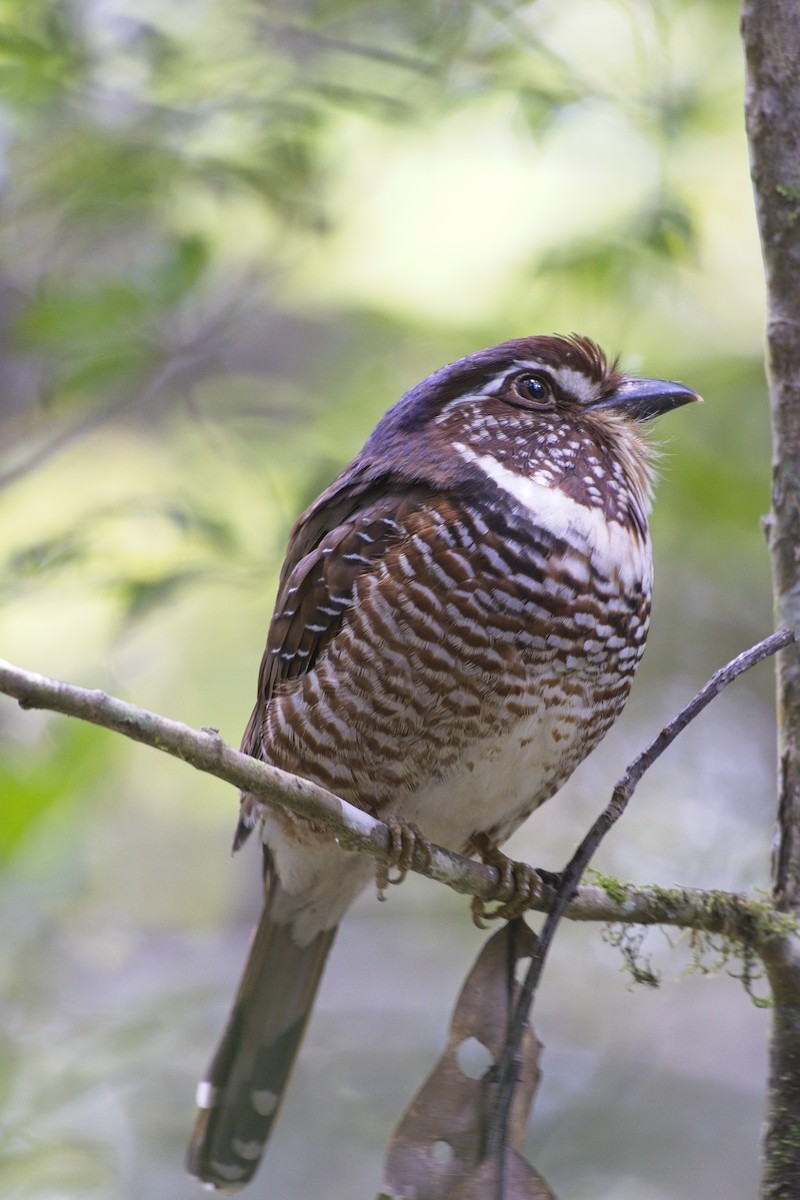 Short-legged Ground-Roller - ML644024934