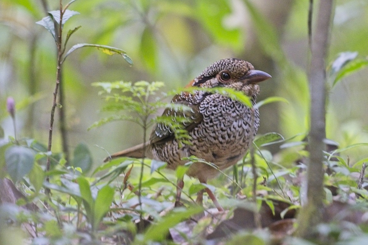 Scaly Ground-Roller - ML644024945