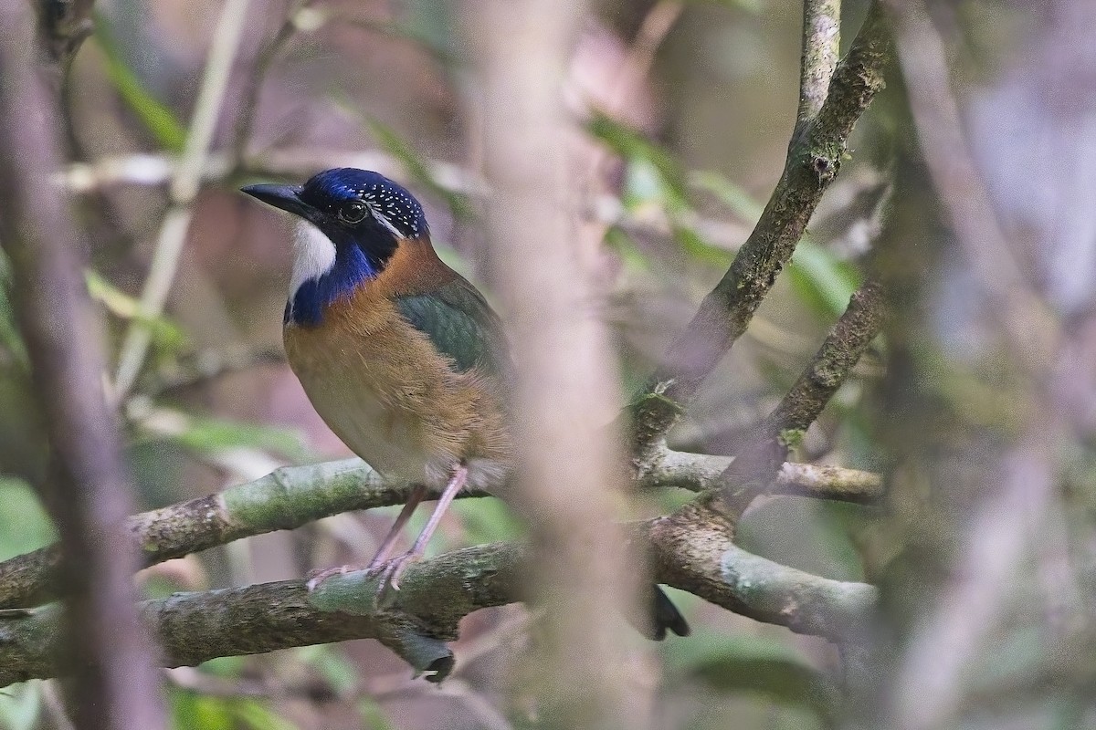 Pitta-like Ground-Roller - ML644024956