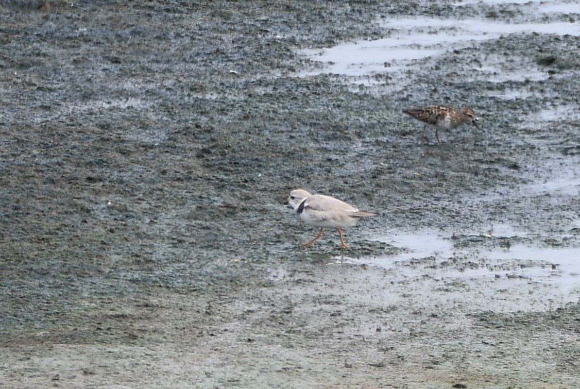 Piping Plover - ML644024961