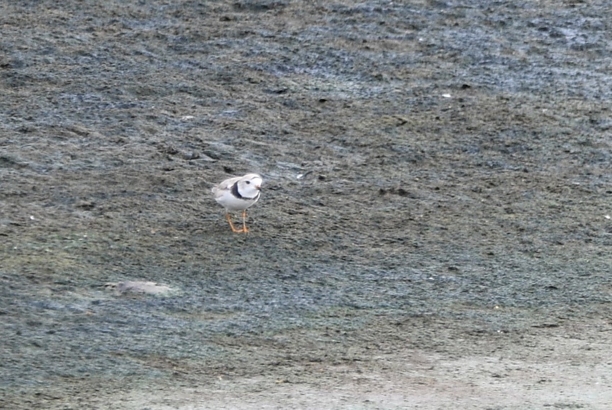 Piping Plover - ML644024962