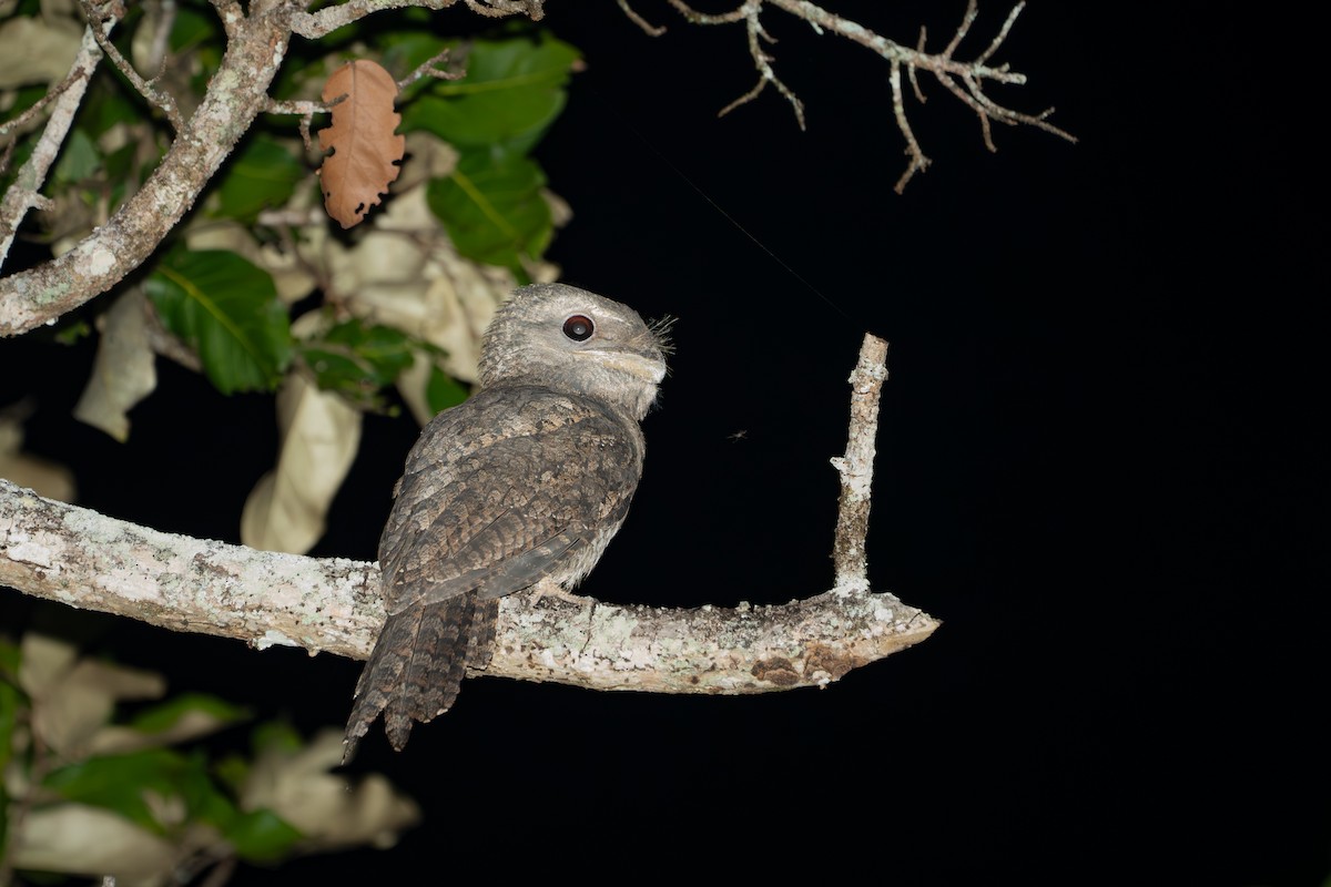 Papuan Frogmouth - ML644024982