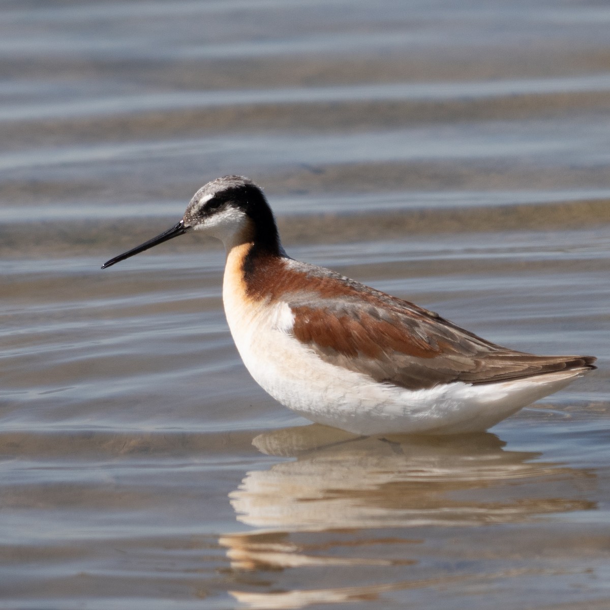 Wilson's Phalarope - ML644024993