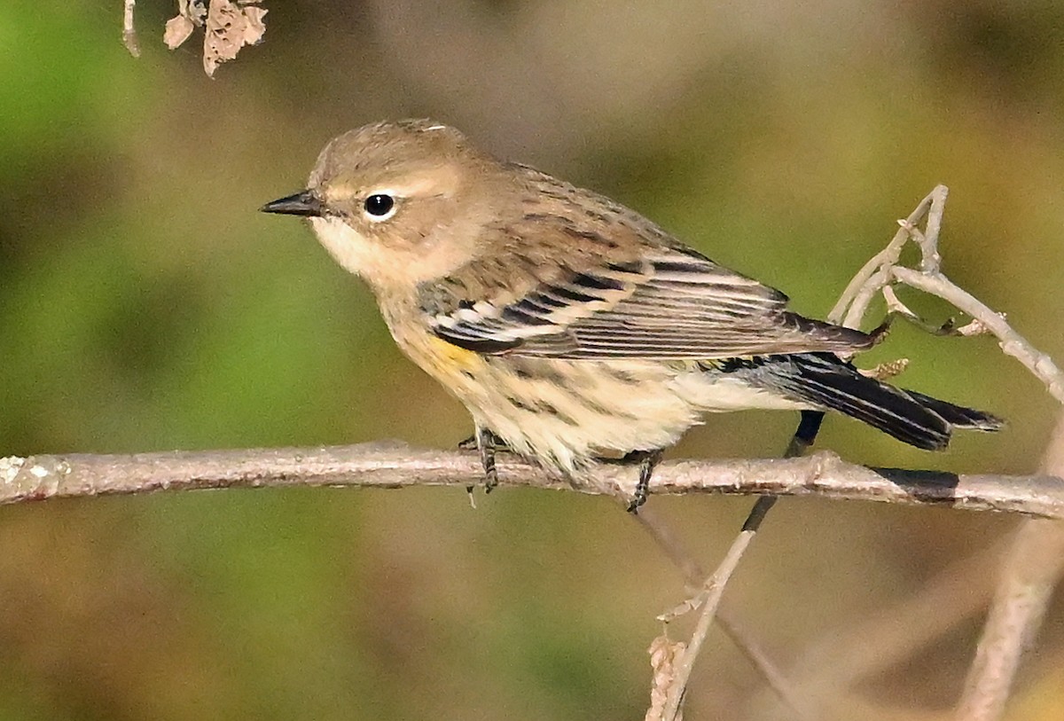 Пісняр-лісовик жовтогузий (підвид coronata) - ML644025014