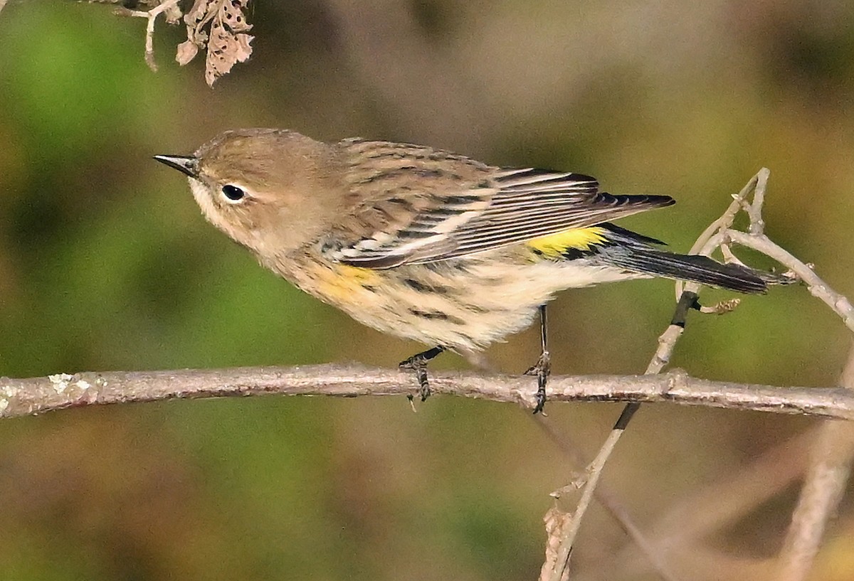 Пісняр-лісовик жовтогузий (підвид coronata) - ML644025015