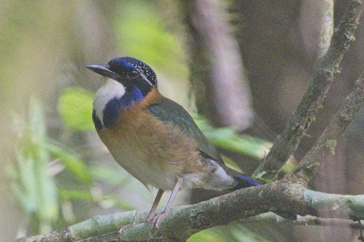 Pitta-like Ground-Roller - ML644025019