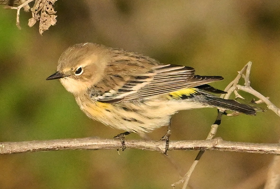 Пісняр-лісовик жовтогузий (підвид coronata) - ML644025021